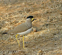 Yellow-wattled Lapwing