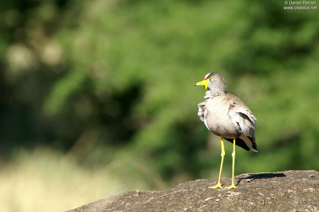 Vanneau du Sénégal mâle, identification