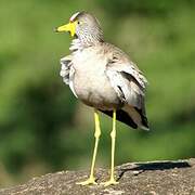 African Wattled Lapwing