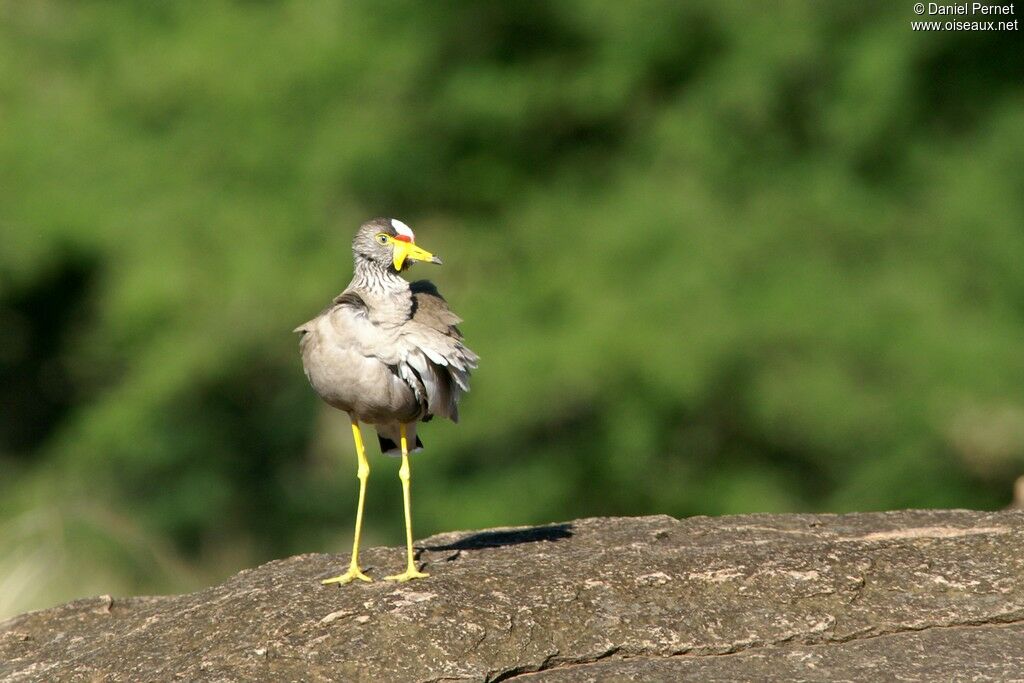 African Wattled Lapwing male, identification