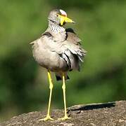 African Wattled Lapwing