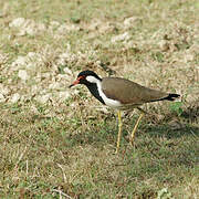 Red-wattled Lapwing