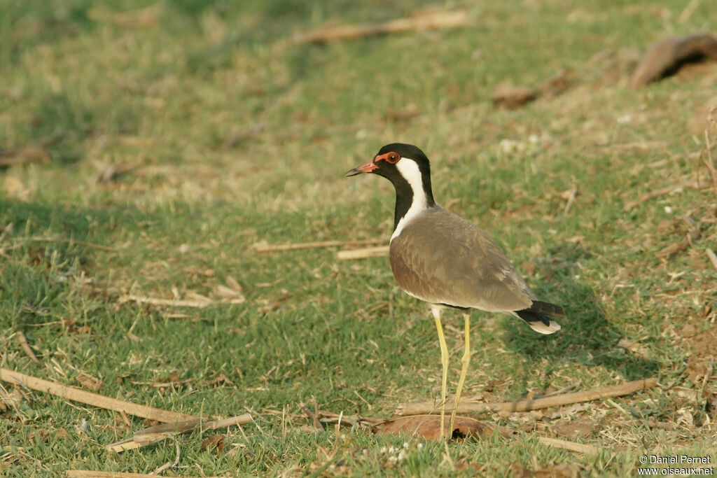 Red-wattled Lapwingadult, walking