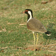 Red-wattled Lapwing