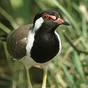 Red-wattled Lapwing