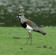 Southern Lapwing