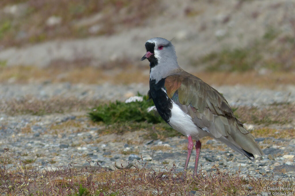 Southern Lapwingadult, walking