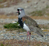 Southern Lapwing