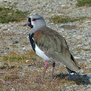 Southern Lapwing