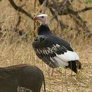 White-headed Vulture