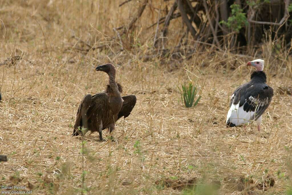 White-headed Vulture female adult, identification