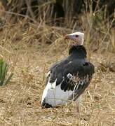 White-headed Vulture