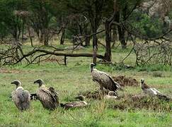 White-backed Vulture