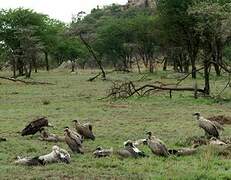 White-backed Vulture