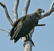 White-backed Vulture