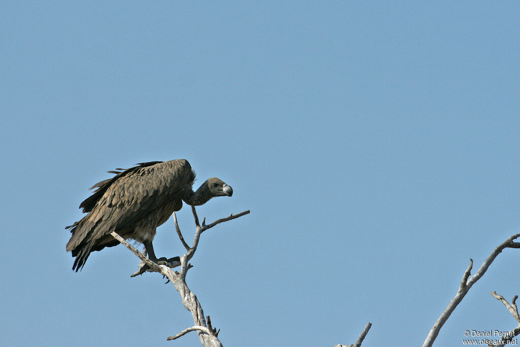 White-backed Vultureadult, identification