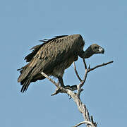 White-backed Vulture