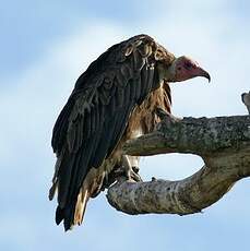 Vautour charognard