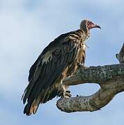 Hooded Vulture