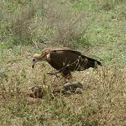 Hooded Vulture