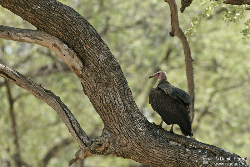 Hooded Vultureadult, identification