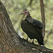 Vautour charognard