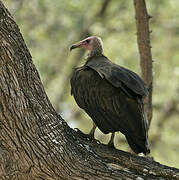 Hooded Vulture