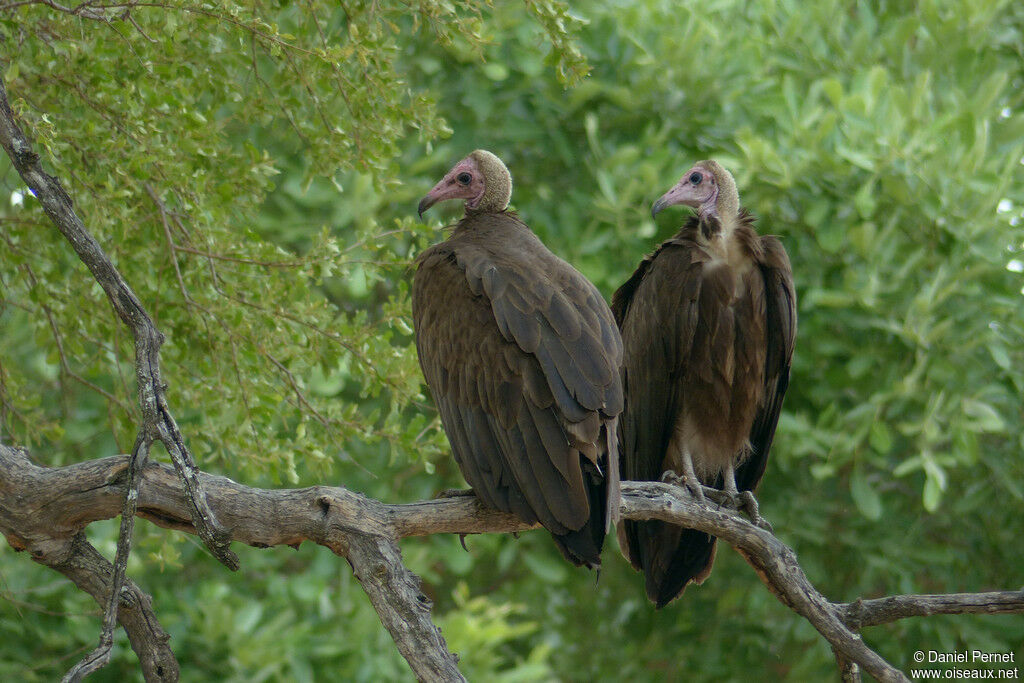 Hooded Vultureadult, identification