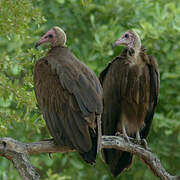 Hooded Vulture