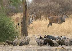 Rüppell's Vulture