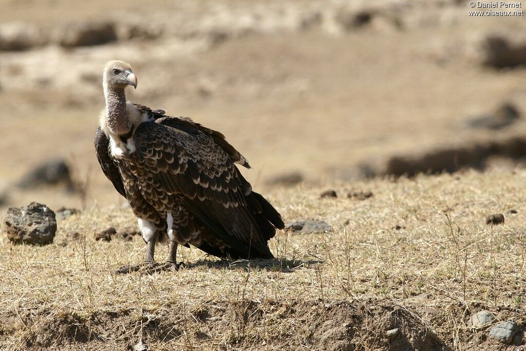 Vautour de Rüppelladulte, identification