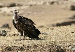 Rüppell's Vulture