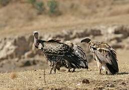 Rüppell's Vulture