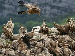 Griffon Vulture