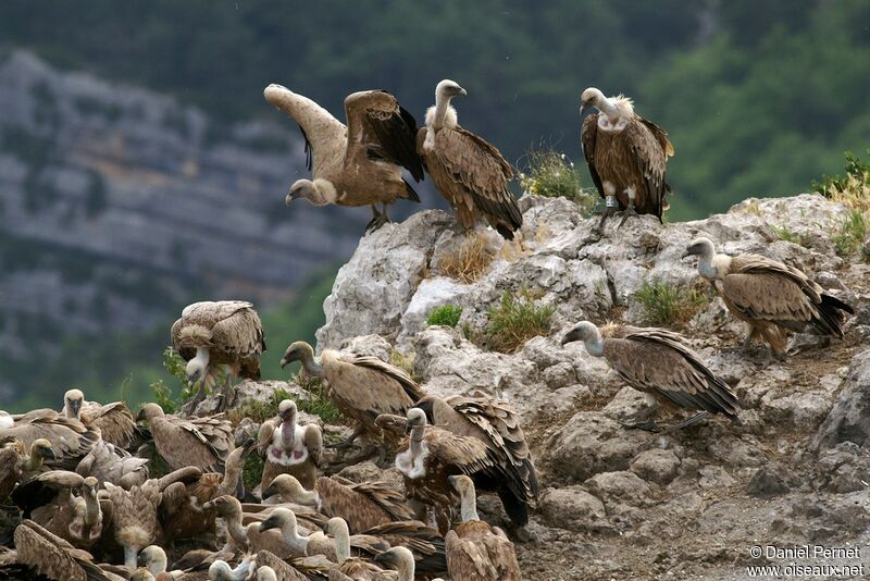Griffon Vultureadult, identification, feeding habits, Behaviour