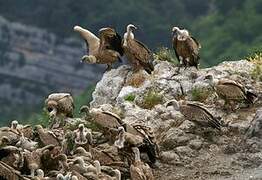 Griffon Vulture