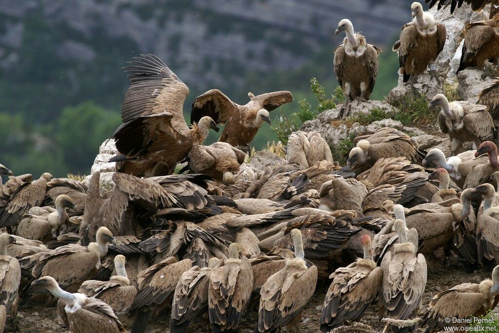 Griffon Vultureadult, identification, feeding habits, Behaviour