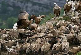 Griffon Vulture