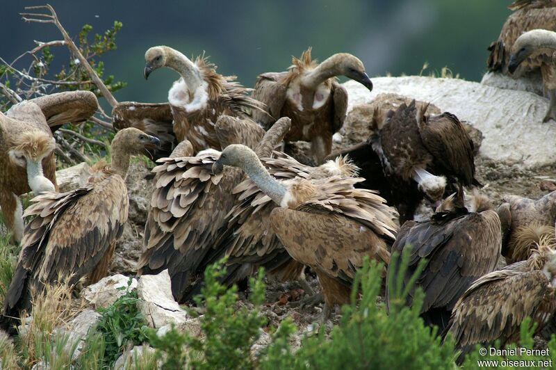 Griffon Vultureadult, identification, feeding habits, Behaviour