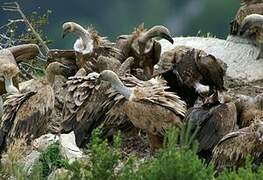 Griffon Vulture