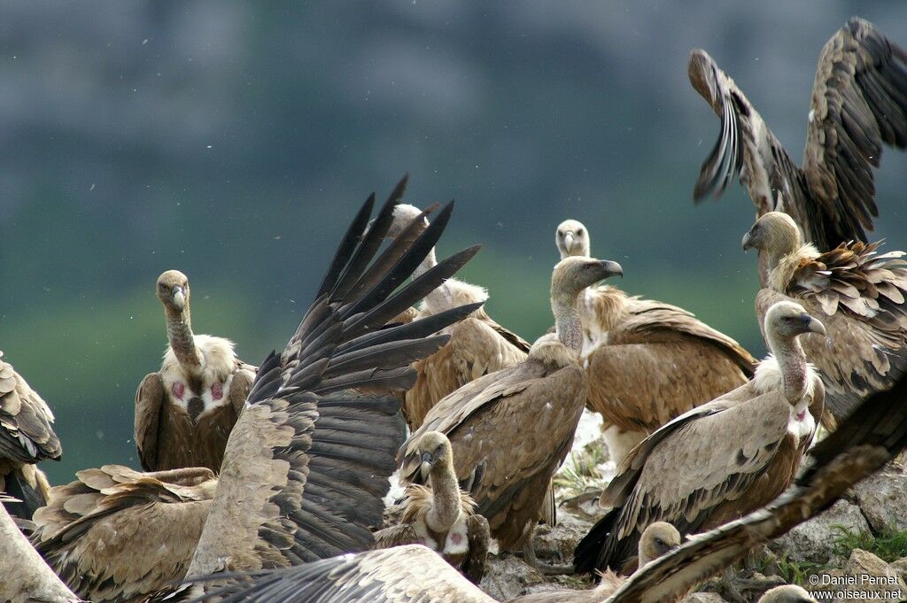 Griffon Vultureadult, identification, feeding habits, Behaviour