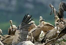 Griffon Vulture