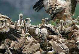 Griffon Vulture