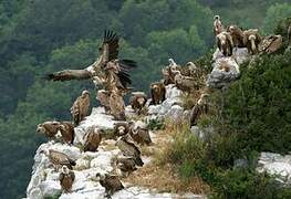 Griffon Vulture