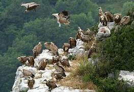 Griffon Vulture