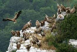 Griffon Vulture