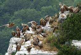 Griffon Vulture