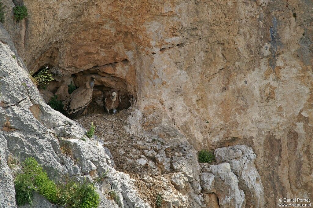 Griffon Vultureimmature, identification, Reproduction-nesting