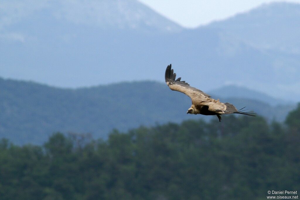 Griffon Vultureadult, Flight