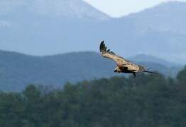 Griffon Vulture